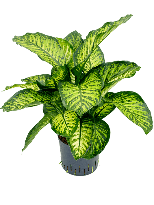 Planta naturala de interior Tuft D40xH70cm Dieffenbachia seguine 'Maroba' P22/19cm in hidrogranule