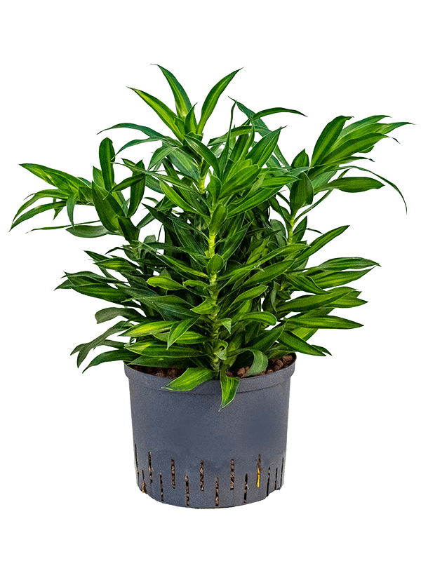 Planta naturala de interior Tuft D40xH70cm Pleomele (Dracaena) reflexa 'Song of Jamaica' P25/19cm in hidrogranule