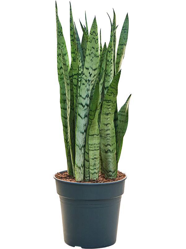 Planta naturala de interior Tuft D40xH70cm Sansevieria trifasciata 'Silver Mist' PS24/23cm in pamant