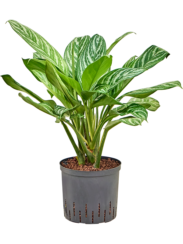 Planta naturala de interior Tuft D40xH75cm Aglaonema 'Stripes' P22/19cm in hidrogranule