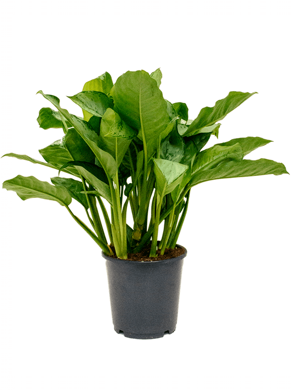 Planta naturala de interior Tuft D40xH80cm Aglaonema 'Freedman' PS24/23cm in pamant