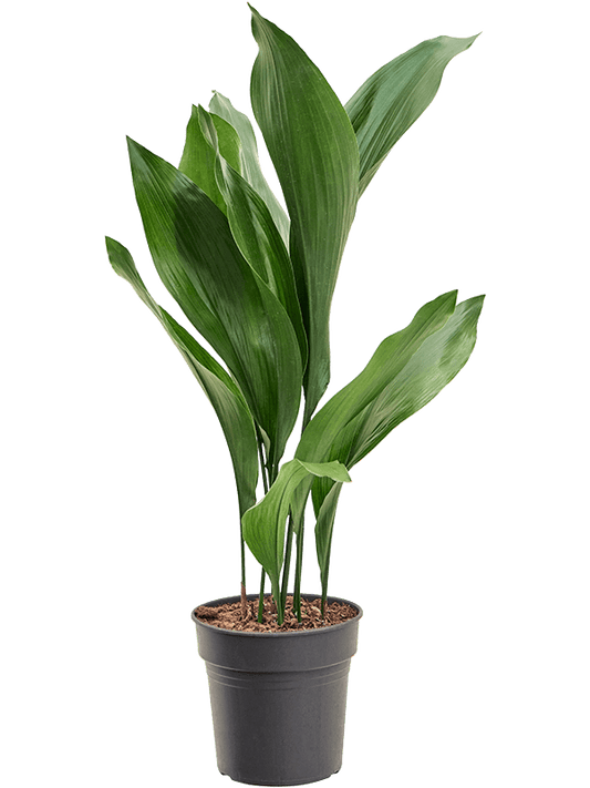 Planta naturala de interior Tuft D40xH80cm Aspidistra elatior PS19/18cm in pamant