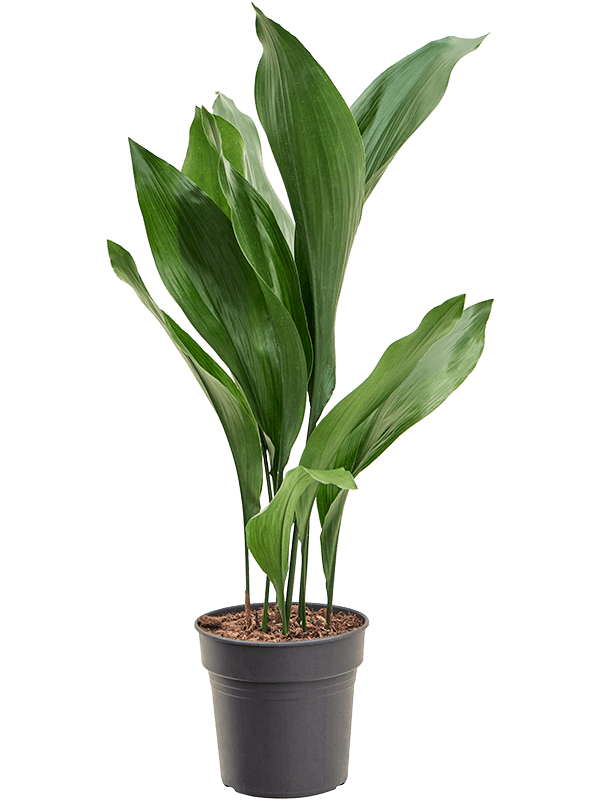 Planta naturala de interior Tuft D40xH80cm Aspidistra elatior PS19/18cm in pamant