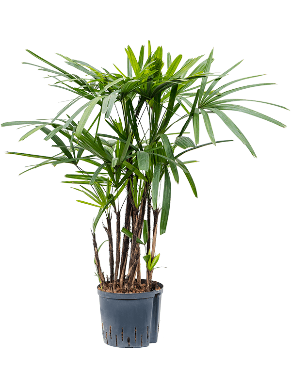 Planta naturala de interior Tuft D40xH80cm Rhapis excelsa P22/19cm in hidrogranule