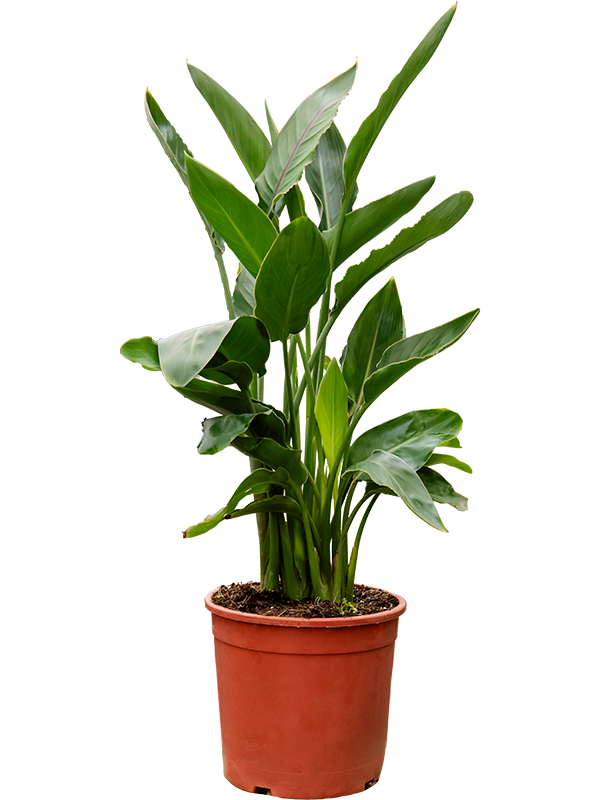 Planta naturala de interior Tuft D40xH80cm Strelitzia reginae PS20/19cm in pamant