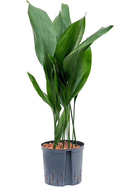 Planta naturala de interior Tuft D40xH85cm Aspidistra elatior P22/19cm in hidrogranule