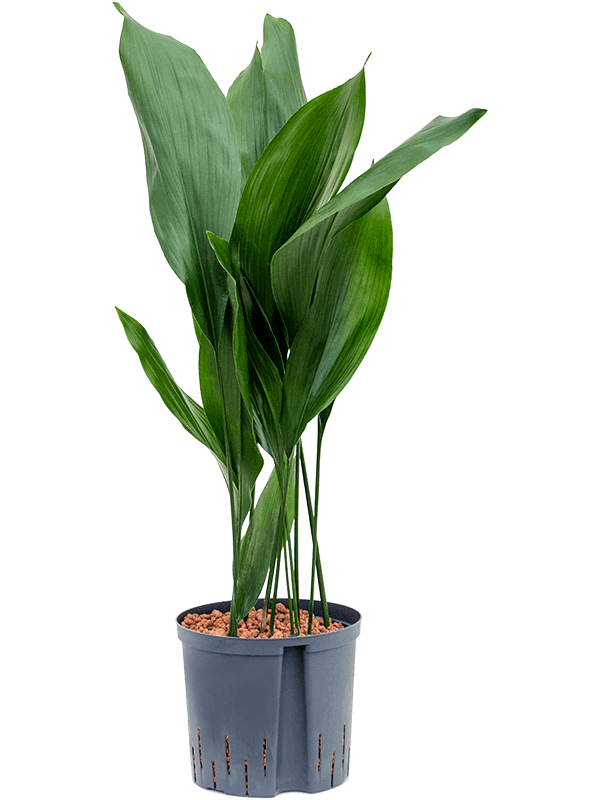 Planta naturala de interior Tuft D40xH85cm Aspidistra elatior P22/19cm in hidrogranule