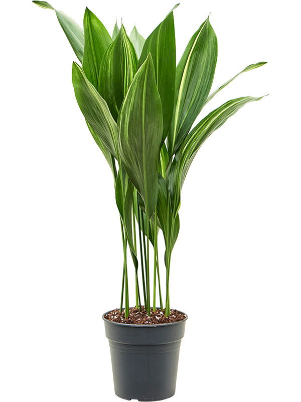 Planta naturala de interior Tuft D40xH90cm Aspidistra elatior variegata PS21/20cm in pamant