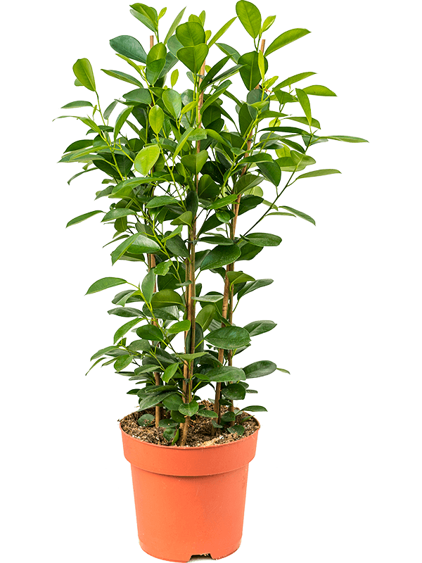 Planta naturala de interior Tuft D40xH90cm Ficus microcarpa 'Moclame' PS24/21cm in pamant