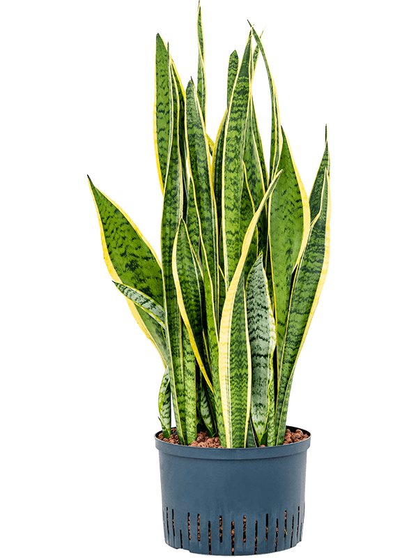 Planta naturala de interior Tuft D40xH90cm Sansevieria trifasciata 'Laurentii' P25/19cm in hidrogranule