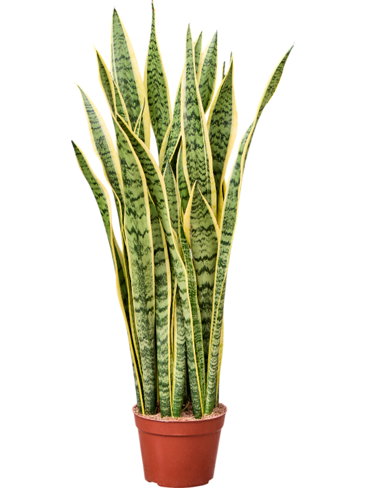 Planta naturala de interior Tuft D40xH90cm Sansevieria trifasciata 'Laurentii' PS23/20cm in pamant