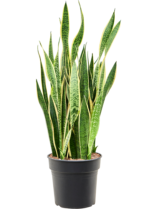 Planta naturala de interior Tuft D40xH90cm Sansevieria trifasciata 'Laurentii' PS30/27cm in pamant