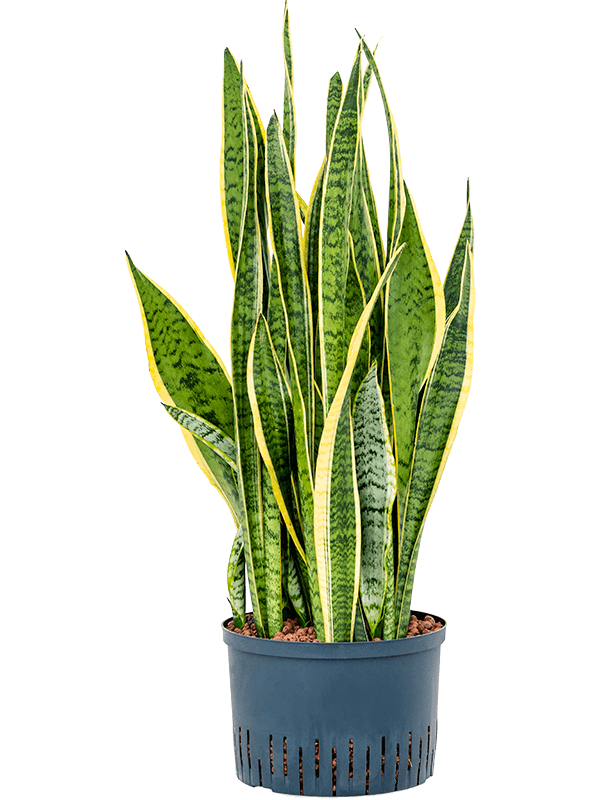 Planta naturala de interior Tuft D40xH95cm Sansevieria trifasciata 'Laurentii' P25/19cm in hidrogranule