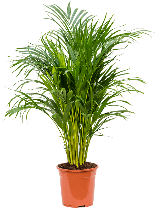 Planta naturala de interior Tuft D45xH100cm Dypsis (Areca) lutescens PS21/19cm in pamant
