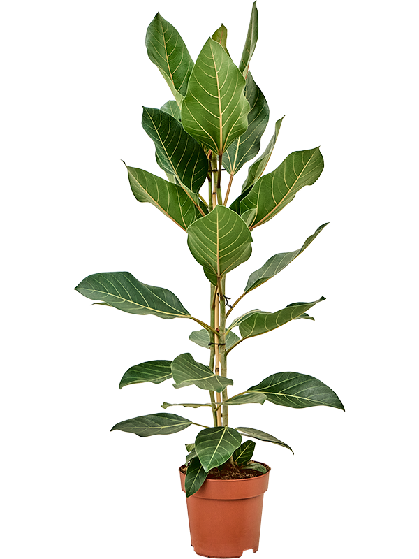 Planta naturala de interior Tuft D45xH100cm Ficus benghalensis 'Joy' PS21/19cm in pamant