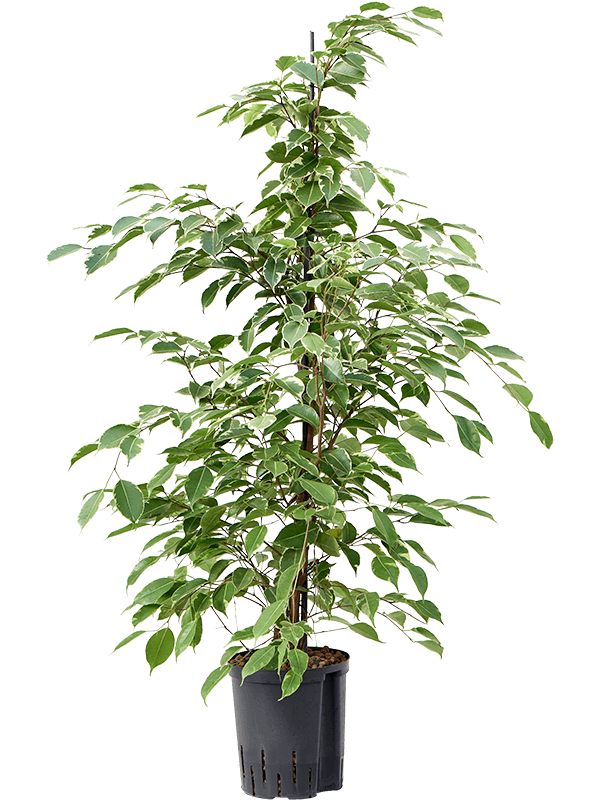 Planta naturala de interior Tuft D45xH100cm Ficus benjamina 'Golden king' P18/19cm in hidrogranule