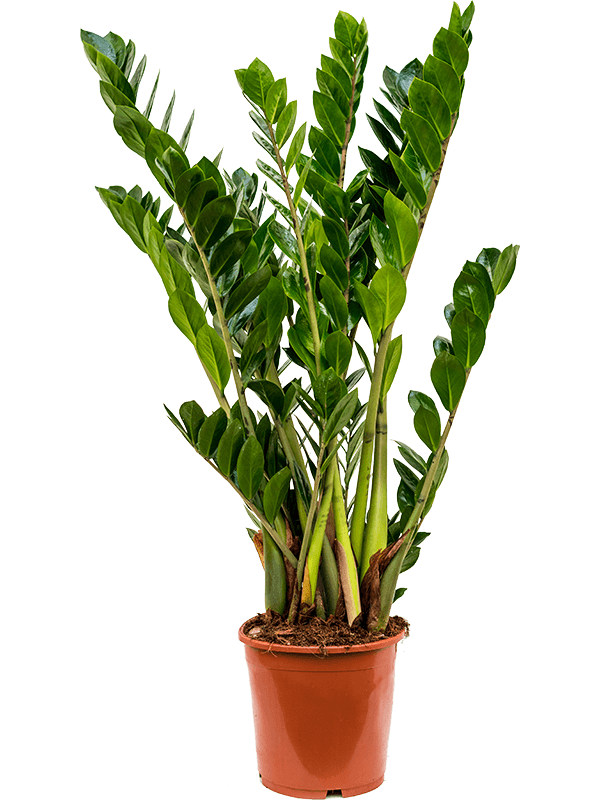 Planta naturala de interior Tuft D45xH105cm Zamioculcas zamiifolia PS21/19cm in pamant