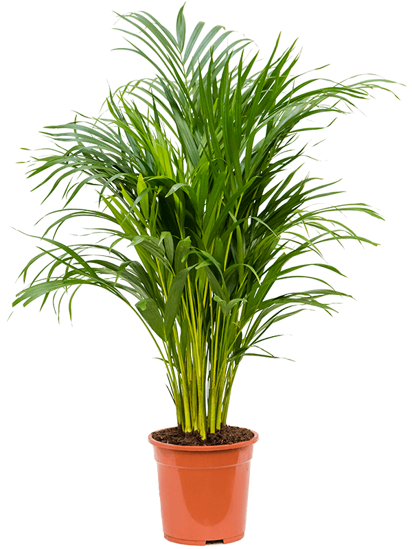 Planta naturala de interior Tuft D45xH110cm Dypsis (Areca) lutescens PS21/19cm in pamant