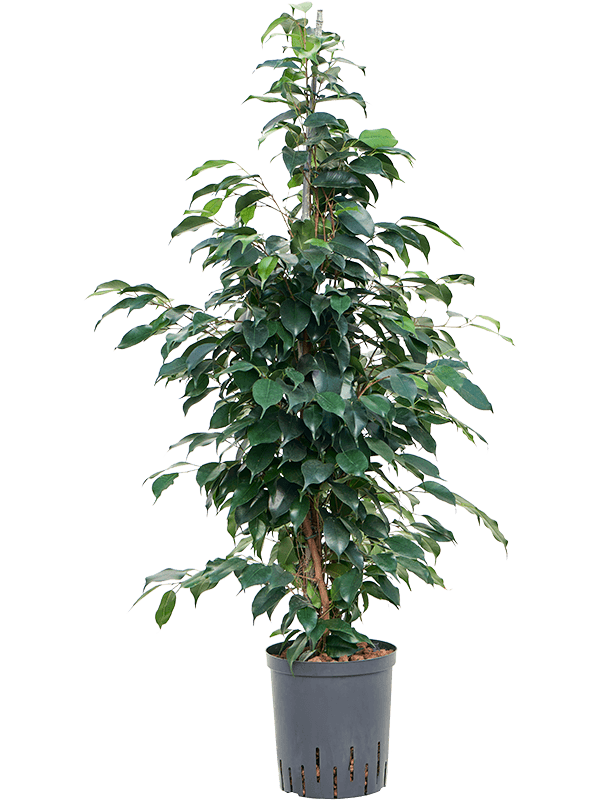 Planta naturala de interior Tuft D45xH110cm Ficus benjamina 'Danielle' P18/19cm in hidrogranule