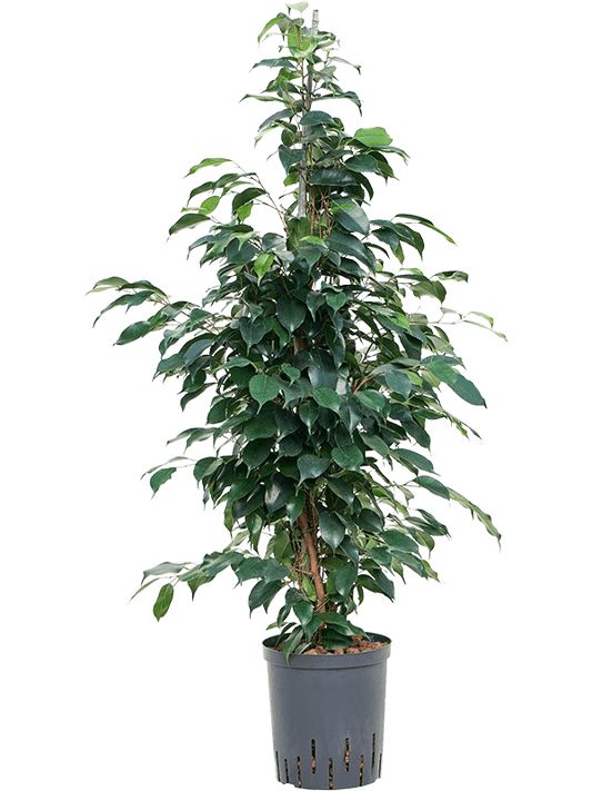 Planta naturala de interior Tuft D45xH110cm Ficus benjamina 'Danielle' P18/19cm in hidrogranule