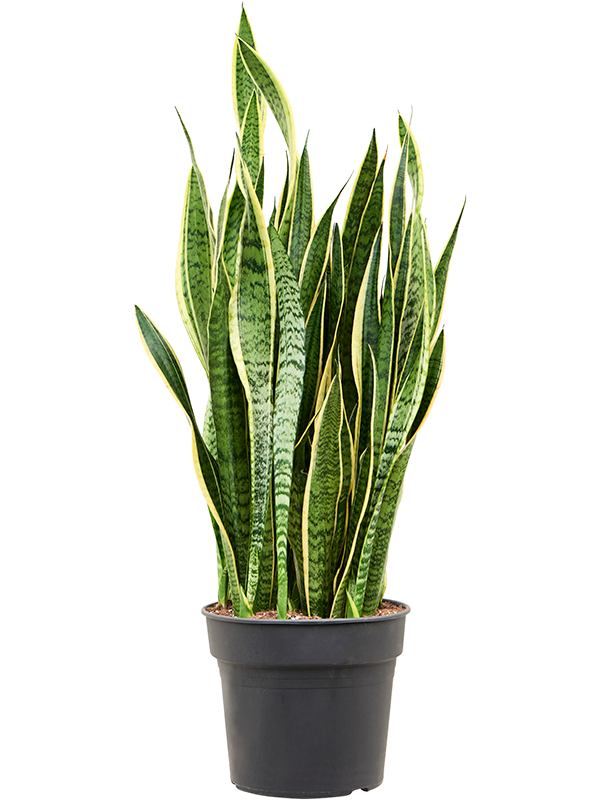 Planta naturala de interior Tuft D45xH110cm Sansevieria trifasciata 'Laurentii' PS34/30cm in pamant