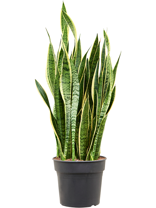 Planta naturala de interior Tuft D45xH130cm Sansevieria trifasciata 'Laurentii' PS34/30cm in pamant
