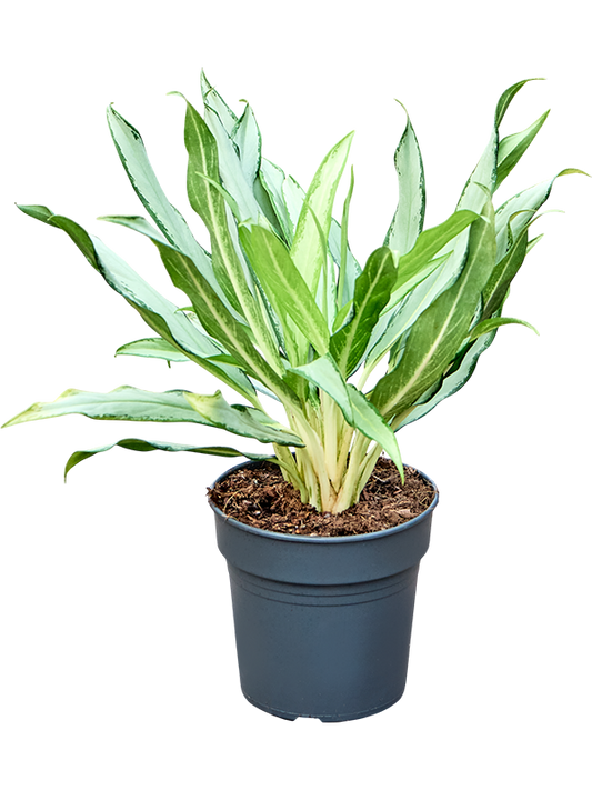 Planta naturala de interior Tuft D45xH45cm Aglaonema 'White Lance' PS19/17cm in pamant