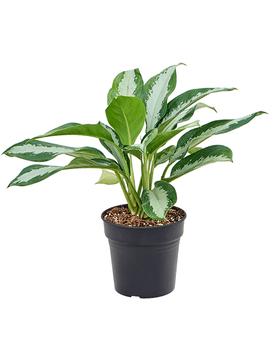 Planta naturala de interior Tuft D45xH50cm Aglaonema 'Diamond Bay' PS21/20cm in pamant