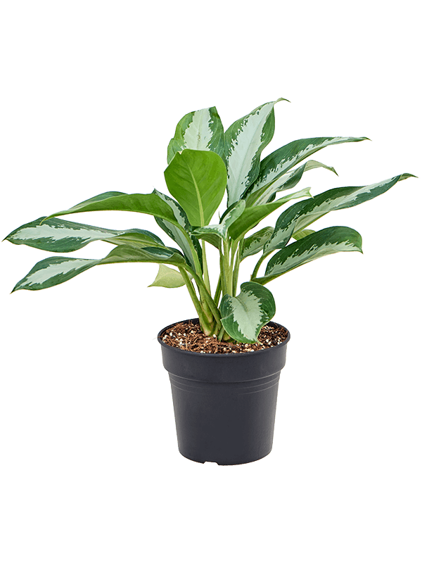 Planta naturala de interior Tuft D45xH50cm Aglaonema 'Diamond Bay' PS21/20cm in pamant
