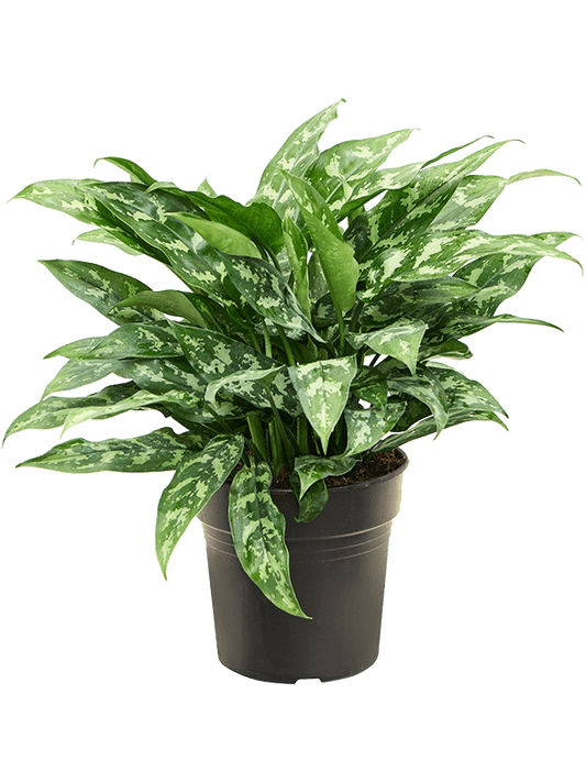 Planta naturala de interior Tuft D45xH50cm Aglaonema 'Maria' PS21/20cm in pamant