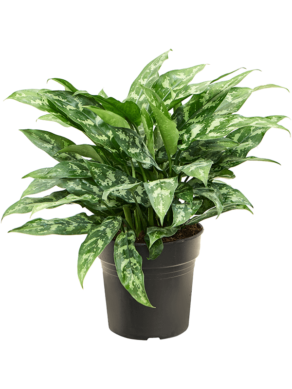 Planta naturala de interior Tuft D45xH50cm Aglaonema 'Maria' PS21/20cm in pamant