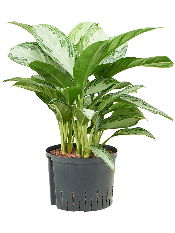 Planta naturala de interior Tuft D45xH55cm Aglaonema 'Silver Bay' P25/19cm in hidrogranule