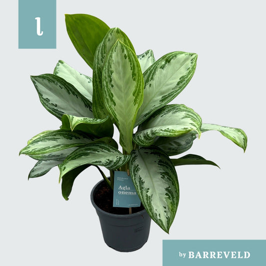 Planta naturala de interior Tuft D45xH60cm Aglaonema 'Silver Bay' PS17/16cm in pamant