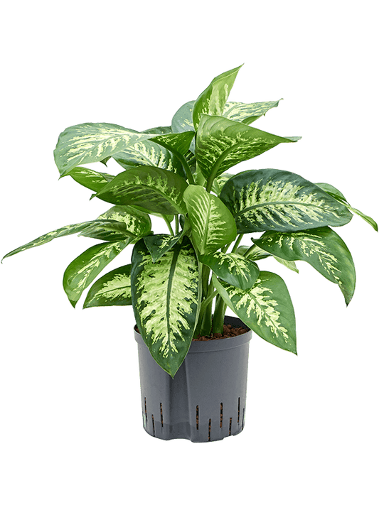 Planta naturala de interior Tuft D45xH70cm Dieffenbachia seguine 'Reeva' P22/19cm in hidrogranule