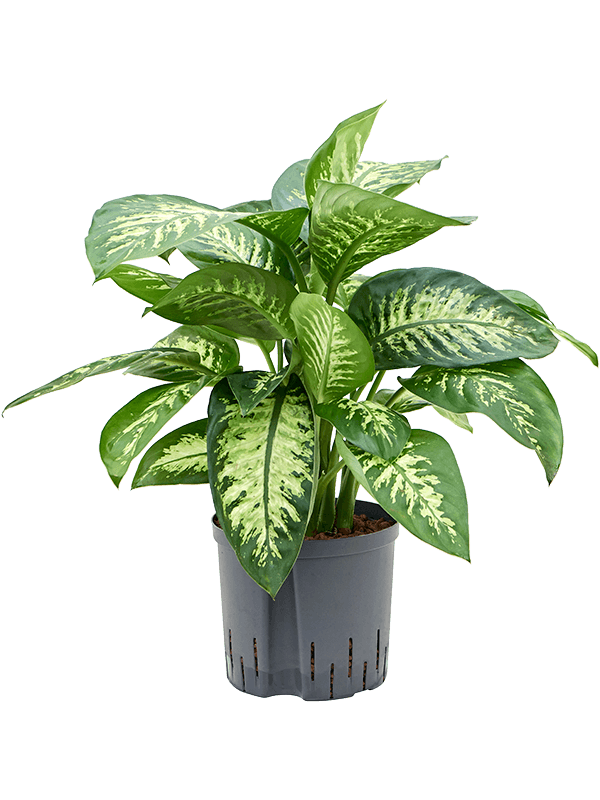 Planta naturala de interior Tuft D45xH70cm Dieffenbachia seguine 'Reeva' P22/19cm in hidrogranule