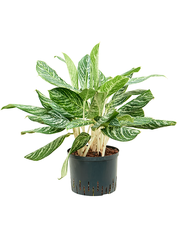 Planta naturala de interior Tuft D45xH75cm Aglaonema 'Madonna' P25/19cm in hidrogranule