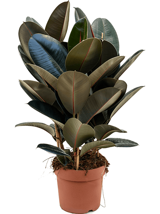 Planta naturala de interior Tuft D45xH80cm Ficus elastica 'Abidjan' PS24/21cm in pamant