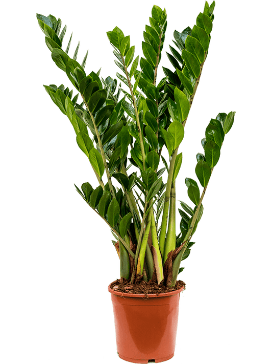Planta naturala de interior Tuft D45xH80cm Zamioculcas zamiifolia PS21/19cm in pamant