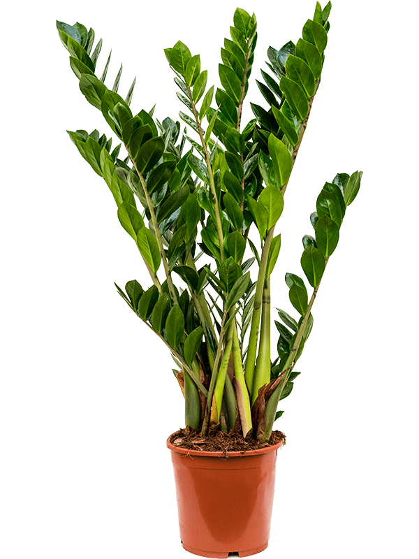 Planta naturala de interior Tuft D45xH80cm Zamioculcas zamiifolia PS21/19cm in pamant