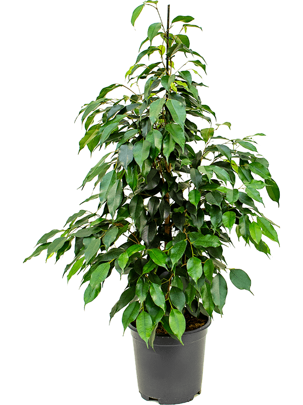 Planta naturala de interior Tuft D45xH90cm Ficus benjamina 'Danielle' PS21/19cm in pamant