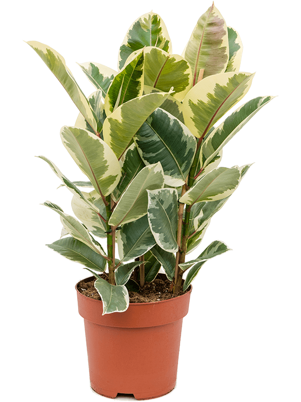 Planta naturala de interior Tuft D45xH90cm Ficus elastica 'Tineke' PS24/21cm in pamant