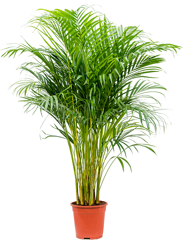 Planta naturala de interior Tuft D50xH100cm Dypsis (Areca) lutescens PS21/19cm in pamant