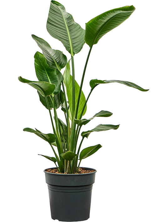 Planta naturala de interior Tuft D50xH100cm Strelitzia nicolai PS27/25cm in pamant