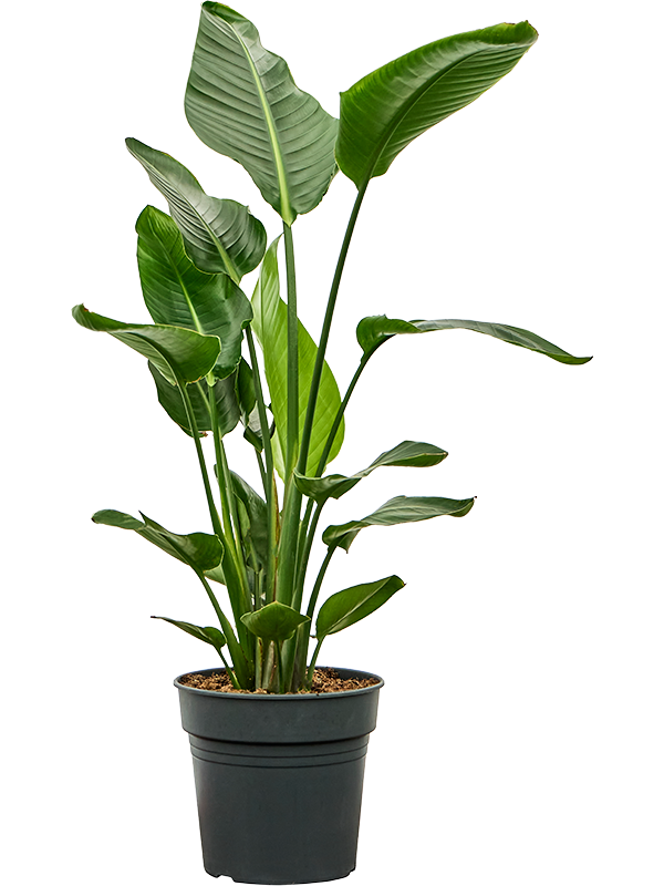 Planta naturala de interior Tuft D50xH100cm Strelitzia nicolai PS27/25cm in pamant