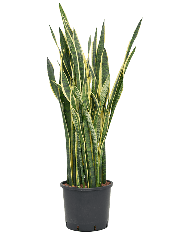 Planta naturala de interior Tuft D50xH110cm Sansevieria trifasciata 'Laurentii' P30/26cm in hidrogranule