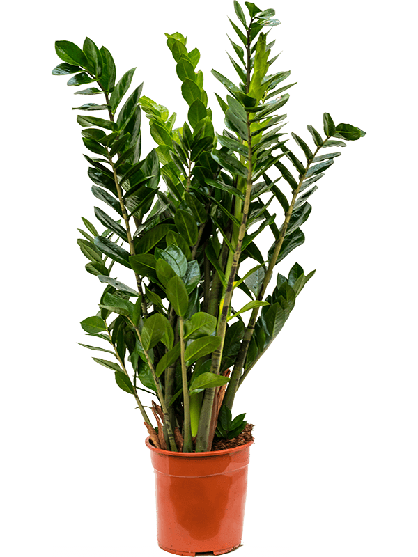 Planta naturala de interior Tuft D50xH110cm Zamioculcas zamiifolia PS24/23cm in pamant