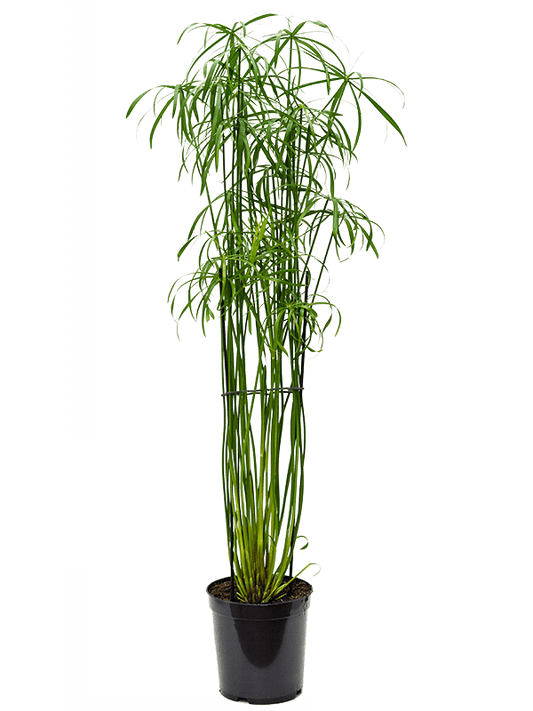 Planta naturala de interior Tuft D50xH130cm Cyperus alternifolius 'Glaber' PS23/22cm in pamant