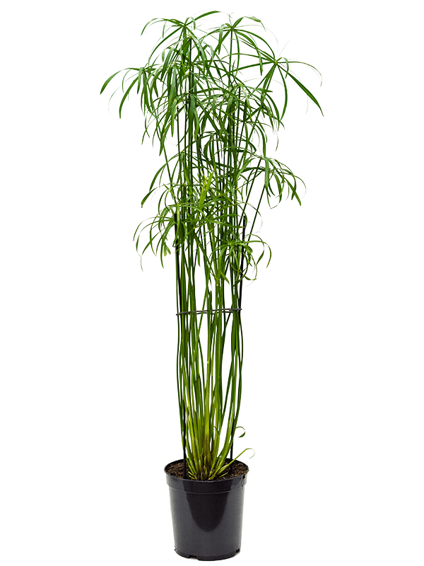 Planta naturala de interior Tuft D50xH130cm Cyperus alternifolius 'Glaber' PS23/22cm in pamant