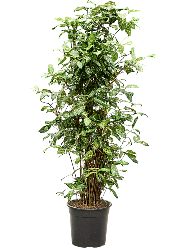 Planta naturala de interior Tuft D50xH130cm Dracaena godseffiana (130-150) PS26/25cm in pamant