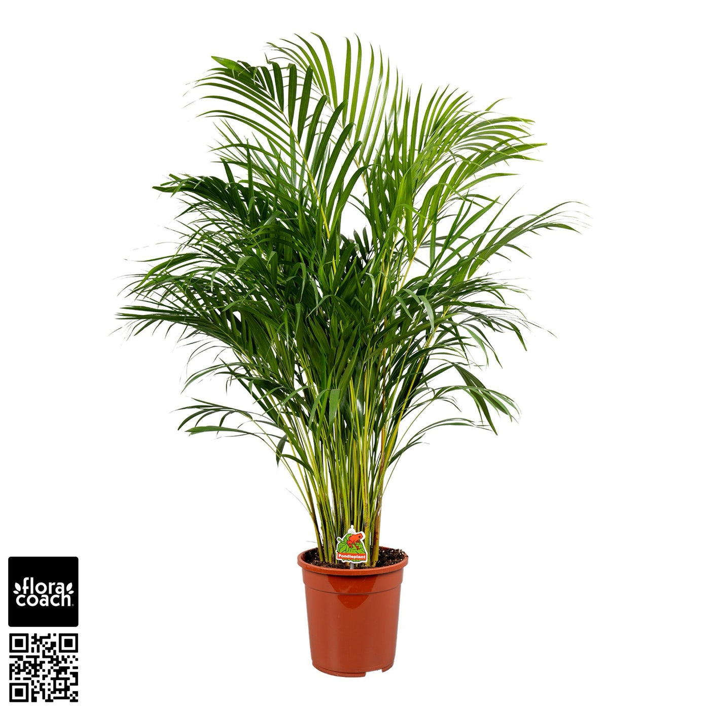 Planta naturala de interior Tuft D50xH130cm Dypsis (Areca) lutescens P24cm in pamant